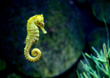 Seahorse