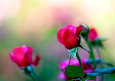 Red Rose Flowers