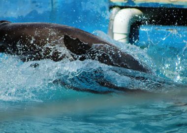 Seal Breaching 