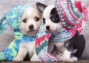 Cute puppies