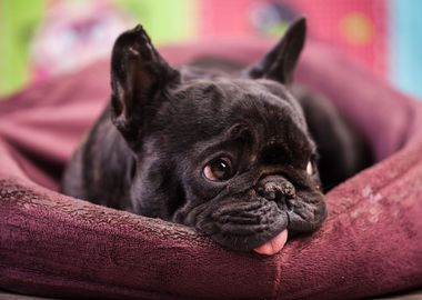 French bulldog