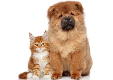 Cute puppy and cat