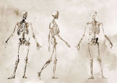 Human Body Skeleton 