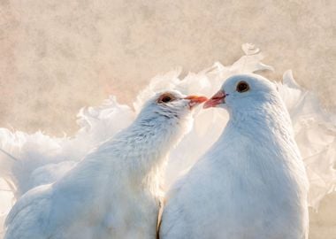 Kissing Dove Birds