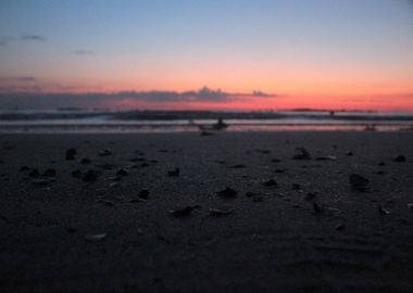 Shells on the shore