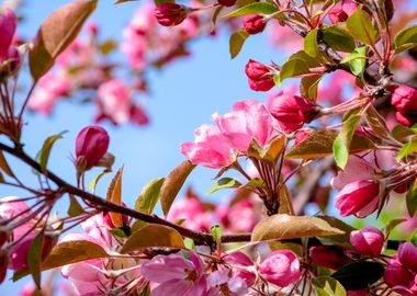 Pink Crab Apple Flowers