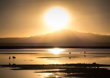 Sunset with Flamingos