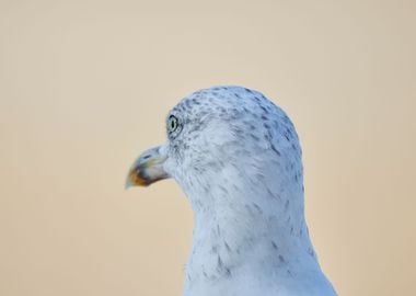 Seagull