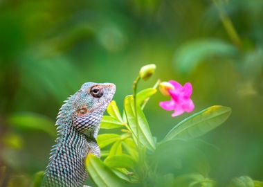 Garden Lizard