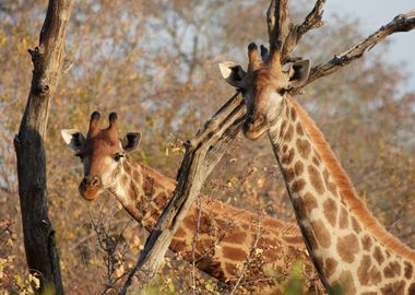 Giraffes