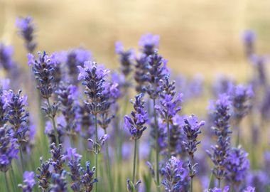 Lavender at a field