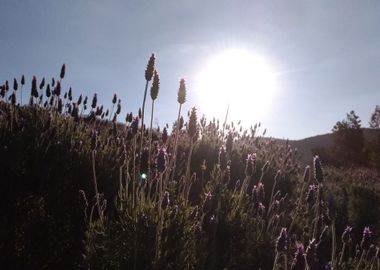 Lavender garden