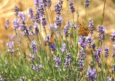 Butterflies on lavender