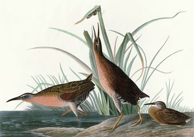    Virginia Rail