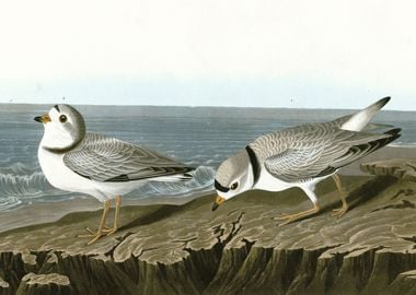    Piping Plover