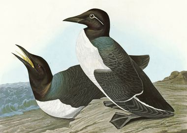    Foolish Guillemot