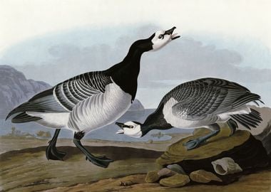    Barnacle Goose