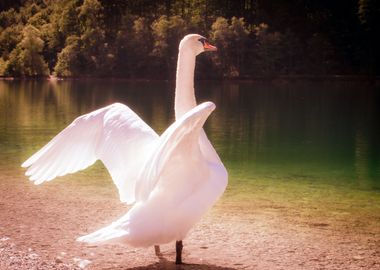 Majestic Swan