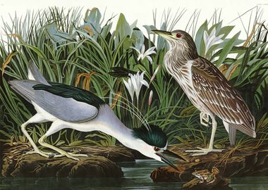    Night Heron or Qua bird