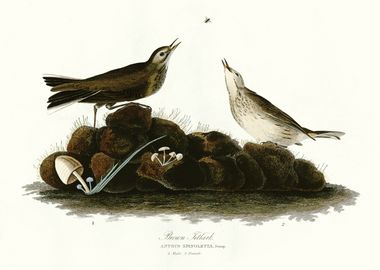    Brown Titlark