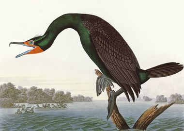    Florida Cormorant