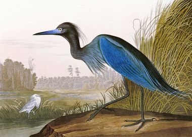    Blue Crane or Heron