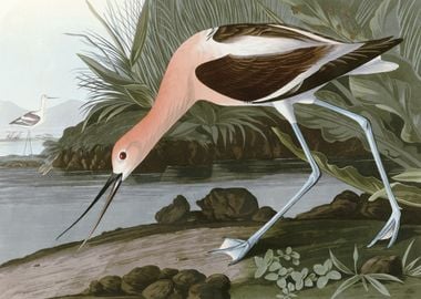    American Avocet