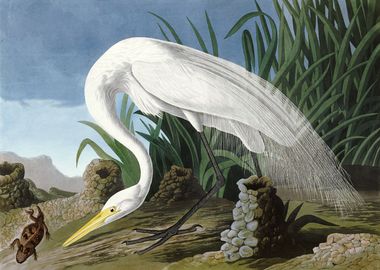 White Heron