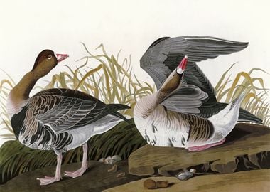 White fronted Goose