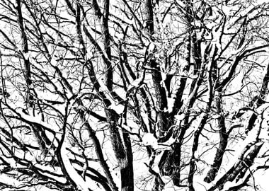 Oak Tree In Winter