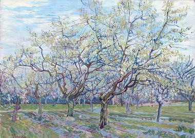 Orchard with Blossoming Pl