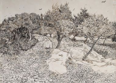 Olive Trees33