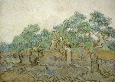 Olive Grove8