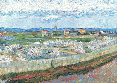 Peach Blossom in Le Trebon