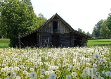 Nature landscape