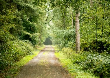 Forest road trip