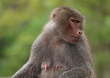 Mama Baboon