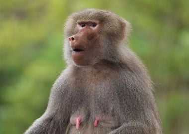 Mama Baboon