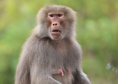 Mama Baboon