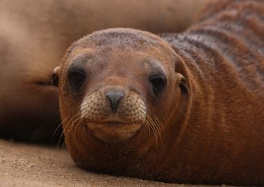 California sea lion