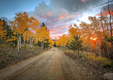 Autumn Forest