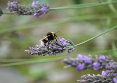 Lavender bee