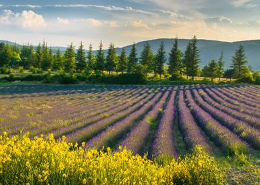 Nature landscape