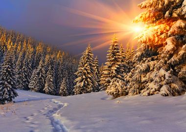 Winter landscape