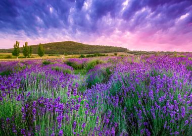 Lavender fields