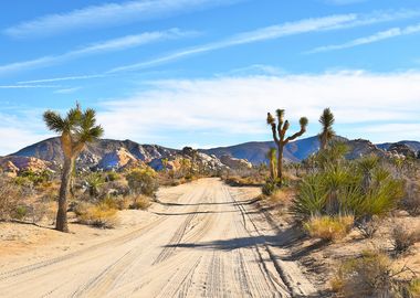 Joshua Tree II