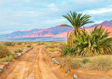 Joshua Tree