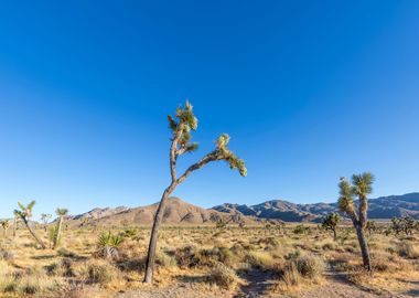 Joshua Tree National Park 