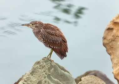 Young Heron