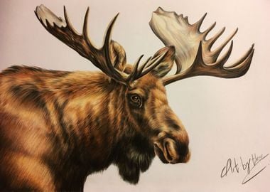 American Moose